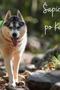 Poster for Šapicama po Kastvu featuring a dog wearing a green vest on a rocky forest trail.